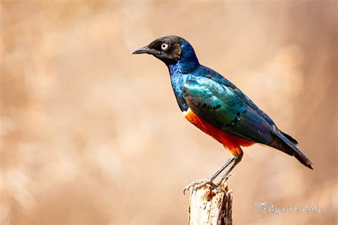 Top 34 African Birds A Safari Photo Guide