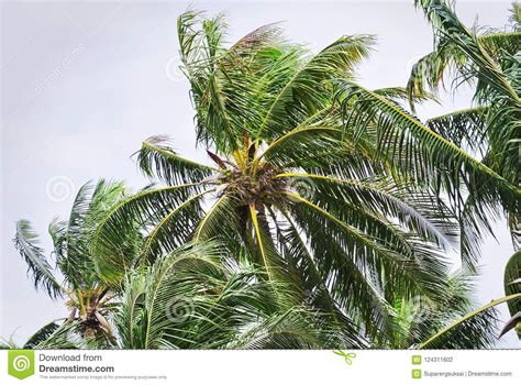 View Of Coconut Trees In Windy Weather Stock Photo Image Of Plant
