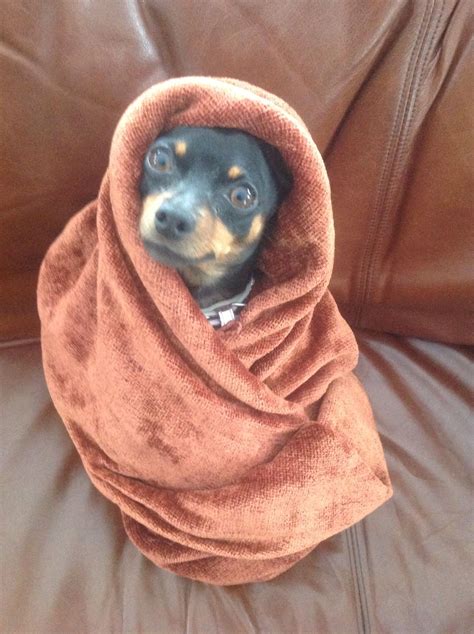 Min Pinthey Love To Be Wrapped In Blankets Too Adorable Mini