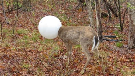 Deer Rescued After Getting Head Trapped In Plastic Light Globe
