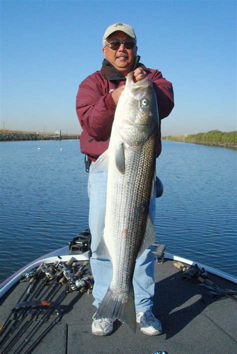 Late Winter Striped Bass On The Delta With Alan Fong