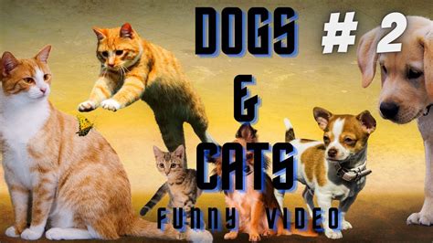 🤣 Funniest 🐶 Dogs And 😻 Cats Awesome Funny Pet Animals Life Videos 😇