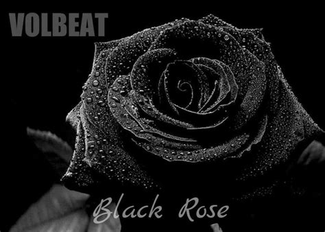 Pin By Ahleah Pruett On Volbeat Black Rose Black Rose Flower Black