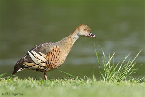 Plumed Whistling Duck New Zealand Birds Online