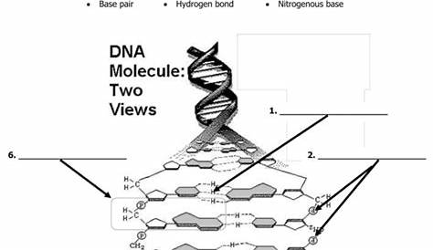 Dna Structure And Replication Worksheet Answers Key — db-excel.com