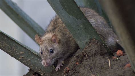 Nueva York Busca Un Cazador De Ratas Sanguinario Y Con Instinto Asesino