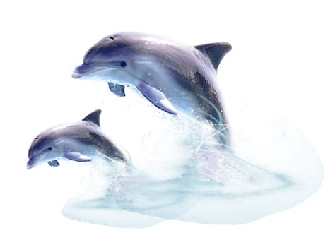 Cute Jumping Dolphin Download Transparent Png Image Png Arts