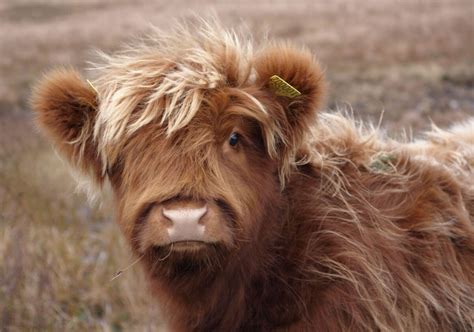 Scottish Highland Cows Adorable Fluffy Long Haired Cow Facts