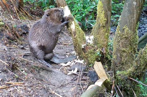 Rare Footage Of A Beaver Gnawing Through A Tree In North Yorkshire