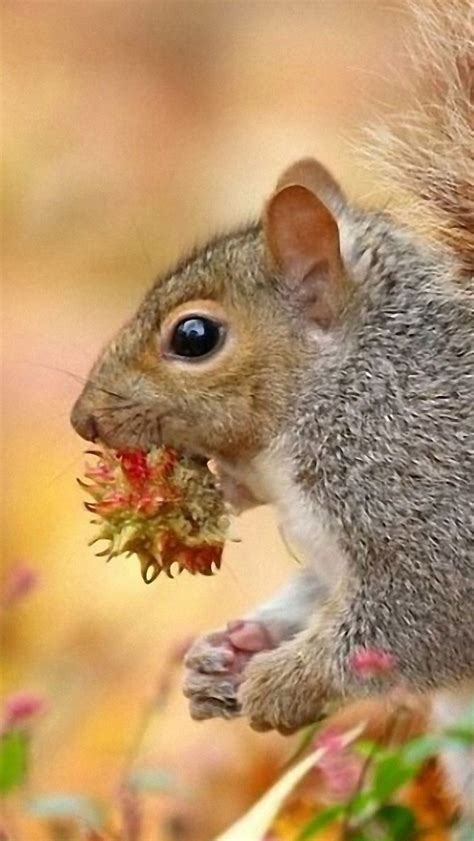 Hd wallpapers and background images. Squirrel Wallpapers Images Photos Pictures Backgrounds