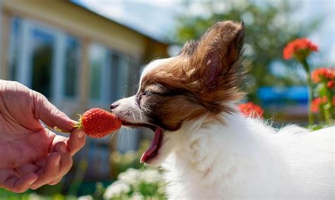Can Dogs Eat Strawberries? Everything You Need to Know | BeChewy