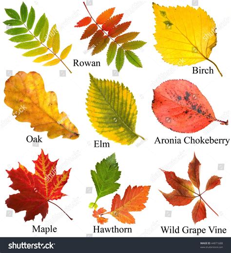 Collection Set Of Beautiful Colored Autumn Leaves With Name Close Up