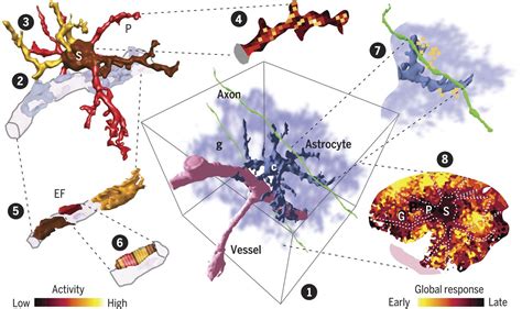 Three Dimensional Ca Imaging Advances Understanding Of Astrocyte