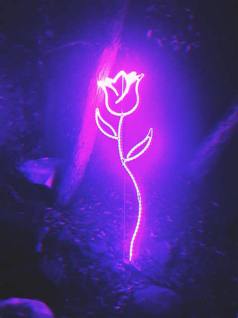 Download Aesthetic Neon Purple Rose Wallpaper