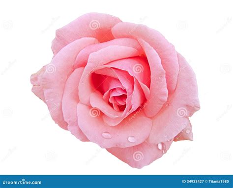 Rose Background Pink And White Art Jiggly