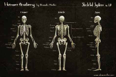 Human Anatomy Studyskeletal System By Alexmorellon On