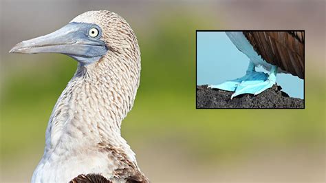 Blue Footed Boobies Suddenly Expand Range In California Fox News