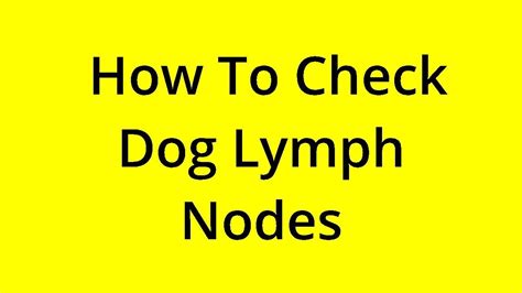 Solved How To Check Dog Lymph Nodes Youtube