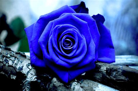 Galería De Imágenes Rosas Azules
