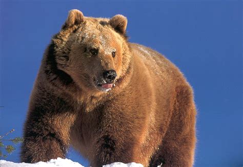 Grizzly Bear Ursus Arctos Horribilis 회색곰불곰 아종 Image Only