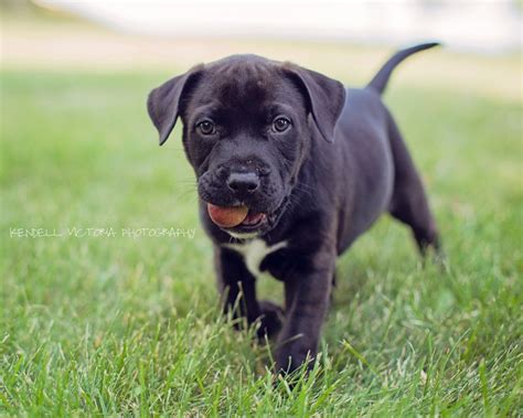 All Black Pitbull Puppies Dog Pictures Blog Pitbull Puppies Black