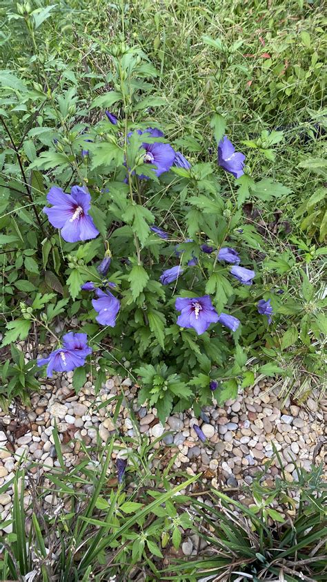 The fruits of my labor : r/Sewerslvt