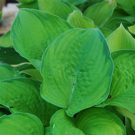 Hosta Pauls Glory Arts Nursery Ltd