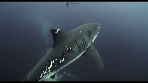 Great White Shark Neptune Islands South Australia 4k Youtube