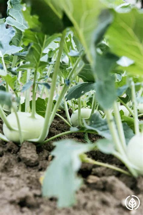 Since the 1900s, epsom salt has been used for losing weight and aiding other health issues. How Much Epsom Salt for Plants to Get Tasty Veggies? | All ...