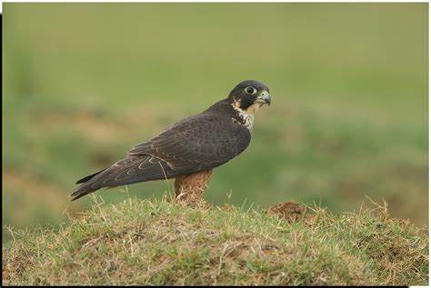 Shaheen Falcon Shaheen Falcon Falco Peregrinus Peregrina Flickr