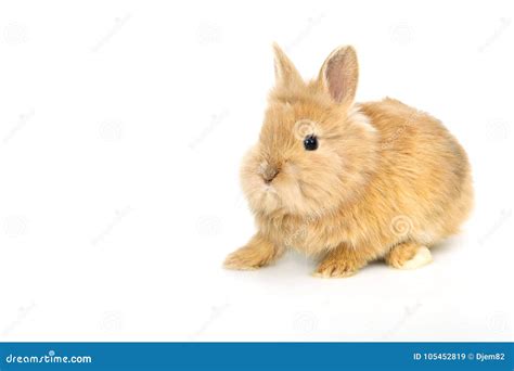 Cute White Baby Bunny Rabbit Stock Image Image Of Gaze Easter 105452819
