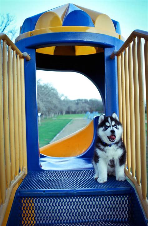 This animal could be euthanized if not adopted soon. Siberian Husky puppies for new homes (mariagorettilena ...