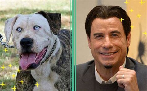 13 Dogs Who Look Exactly Like Celebrities Freak 4 My Pet