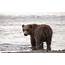 Bears Brown Water Wet Animal Bear Cub Baby Wallpapers HD 