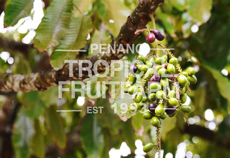 Kasai Penang Tropical Fruit Farm
