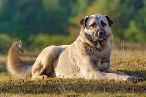 How To Train An Anatolian Shepherd Dog Alaska Dog Works
