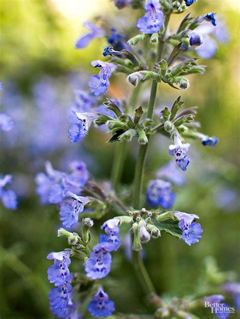 To deadhead, cut these plants down to a fresh set the flowers bloom blue in late spring to early summer and last for months rather than weeks. Perennial Flowers That Bloom All Summer