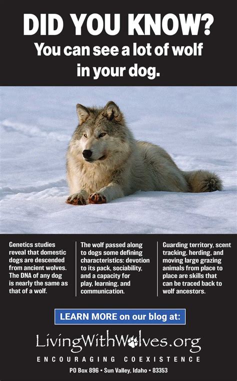 Did You Know You Can See A Lot Of Wolf In Your Dog Living With Wolves