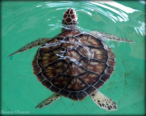 Atlantic Green Sea Turtle A Photo On Flickriver