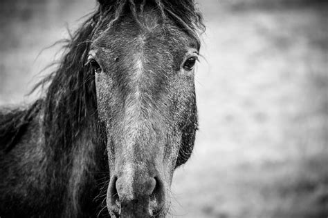 Grayscale Photo Of Horse Photo Free Black And White Image On Unsplash
