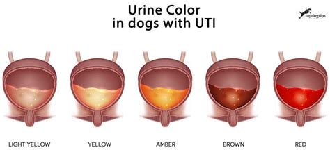 What Causes Bacteria In Dogs Urine