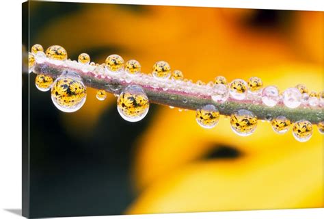 Yellow Flowers Reflected In Dew Drops Wall Art Canvas Prints Framed