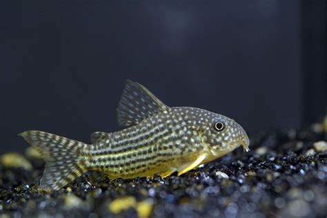 Cory Catfish 101 Care Types Food Tank Info And More