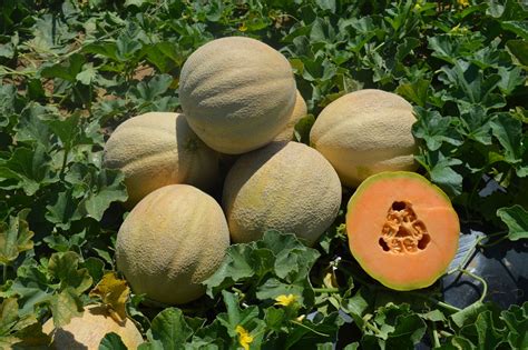 Astound Cantaloupe (Farmore Treated) | Seedway