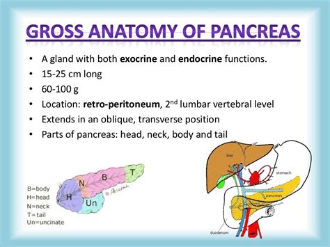 Pancreas Congenital Anomalies Agenesis Pancreas Divisum Annular Pa