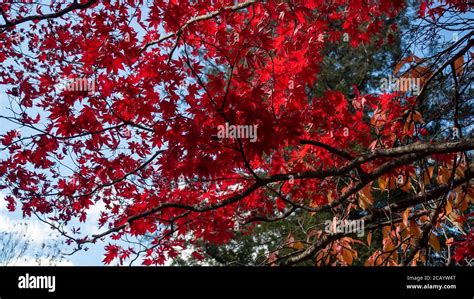 Autumn Maple Tree Red Leaves Stock Photo Alamy