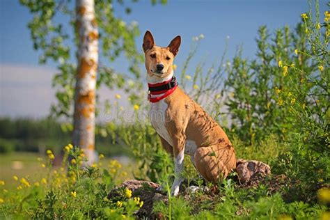 Basenjis Dog Sit Stock Photos Free And Royalty Free Stock Photos From