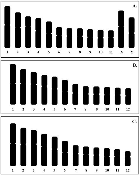 Idiogram Showing Lengths And Shapes Of Chromosomes Of Ornamented Pygmy