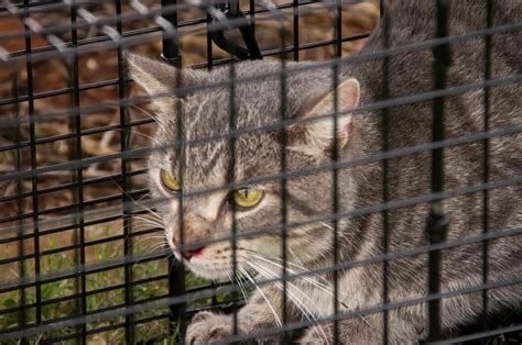 Australias Feral Cat Problem Wildlife Issues Peta Australia