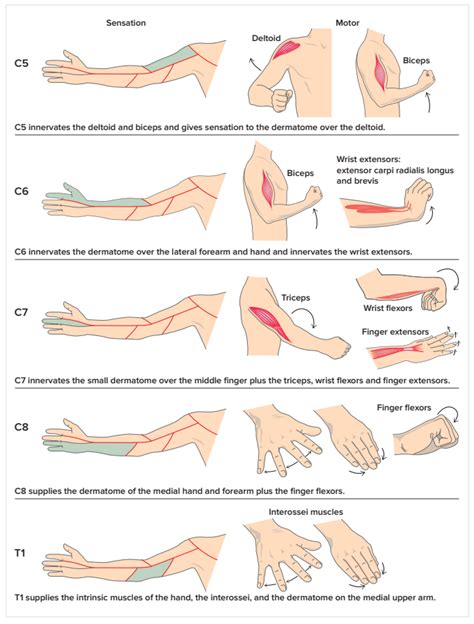 Brachioradialis Manual Muscle Test